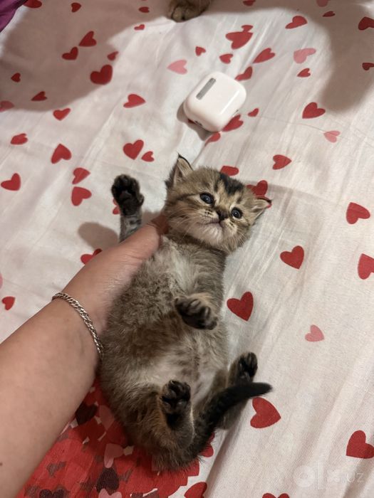 Котёнки Chinchilla