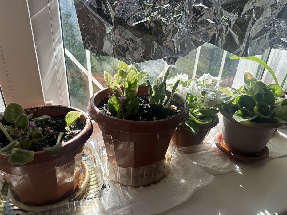 Комнатные растения