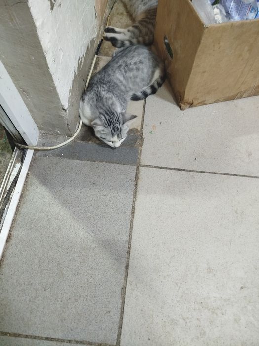 Срочно отдаем котят