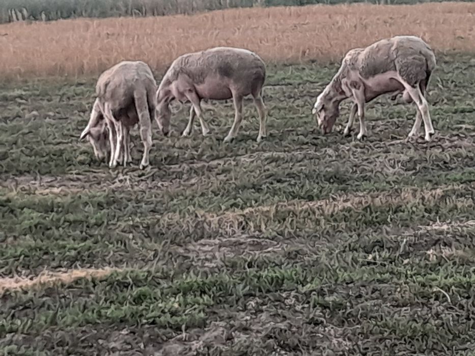 Oi lacune disponibile