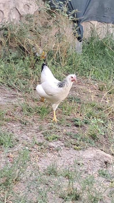 Zottor tovuqlar sotiladi