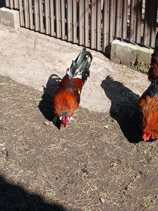 Mascul pitic si cocoș pitic