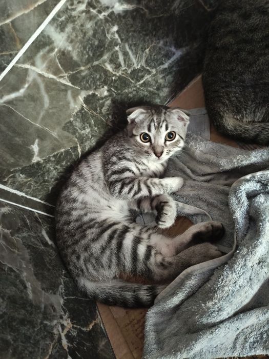 Отдам даром котенка