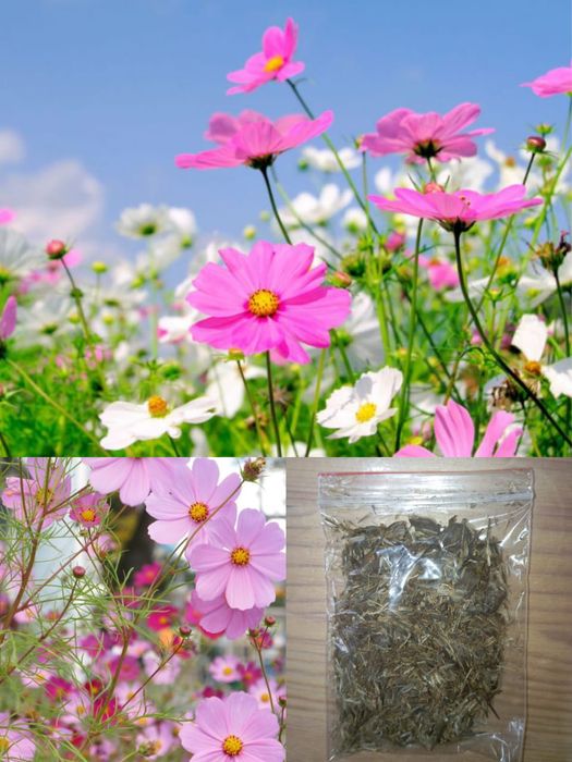 Семена    цветов