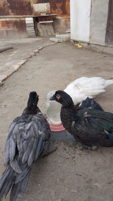 Индоутки домашние
