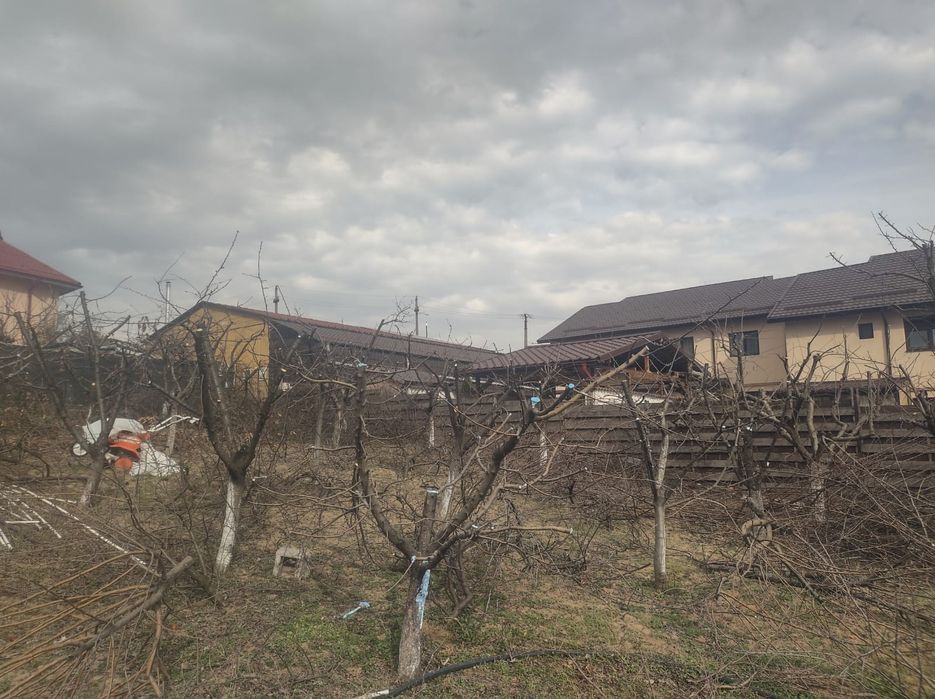 Tăieri pomi fructiferi și vița de vie