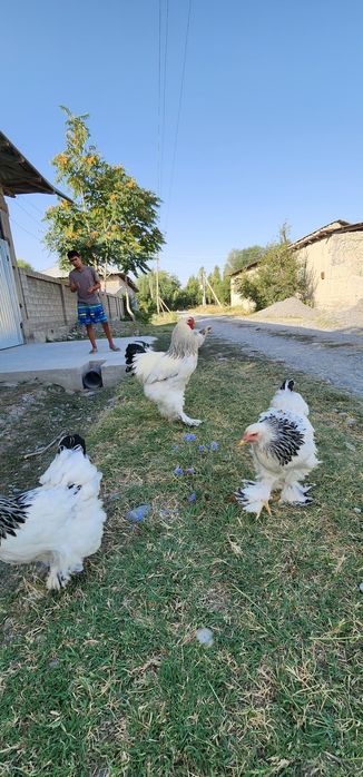 Гигант Брамалар Тухуми сотилади 10 000