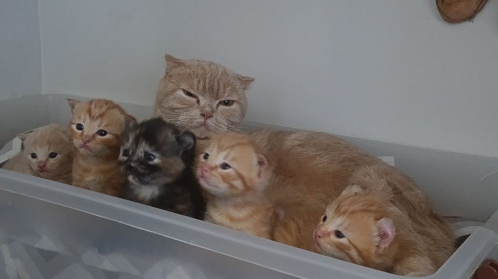 Породистые котята