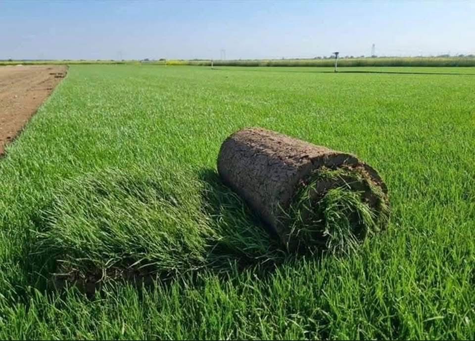 Gazon natutal direct de la producator / pret minim