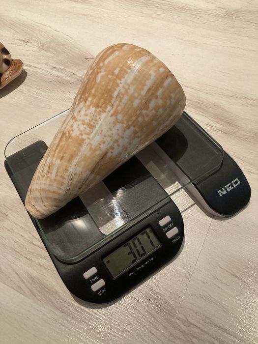 Сет Раковини от Карибите.