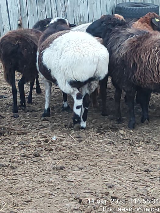 Продам кошкарчиков, костраты