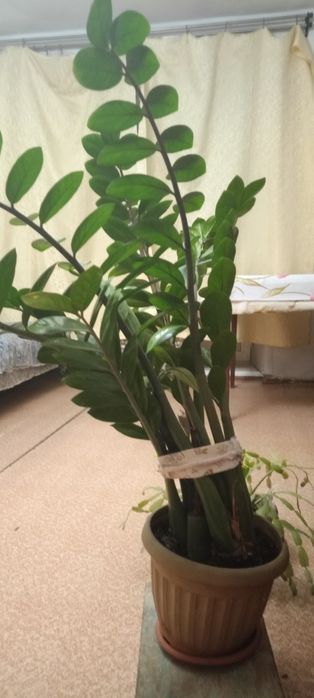 Продам цветы цены разные