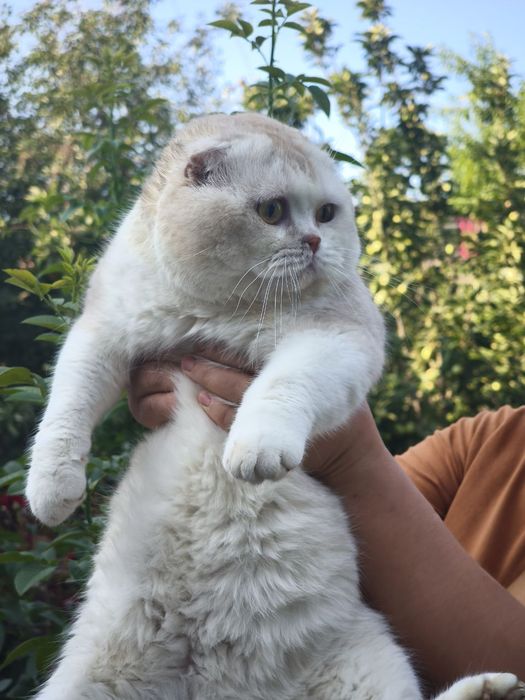 Шикарный скоттиш фолд для вязки