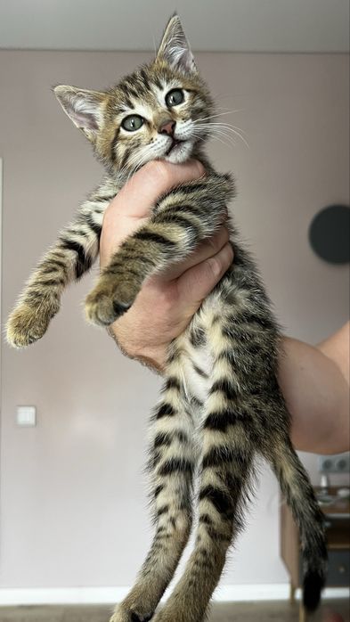 Котёнок окраса табби