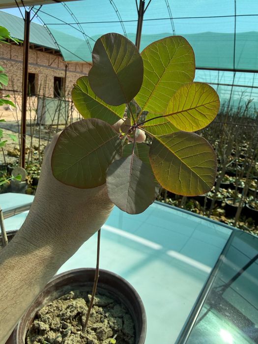 скумпия ‘atropurpureum’ kochati