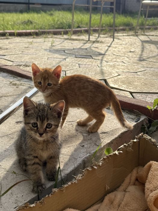 Отдам котенка 1,5 мес