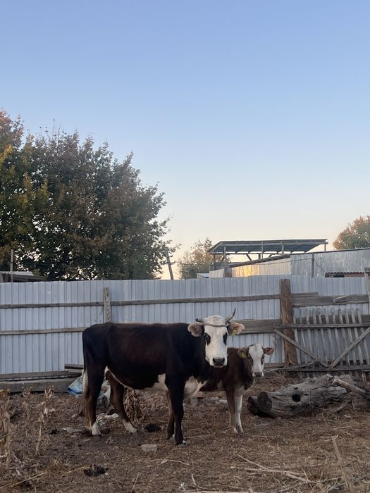 Сиыр бұзауымен, бұқа тана