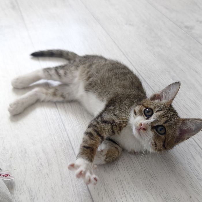 Котенок в добрые руки