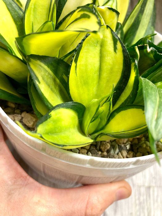 Сортовые сансевиерии