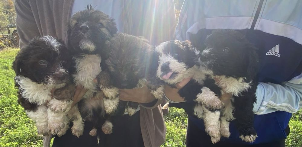 Cățeluși pentru adopție responsabilă!