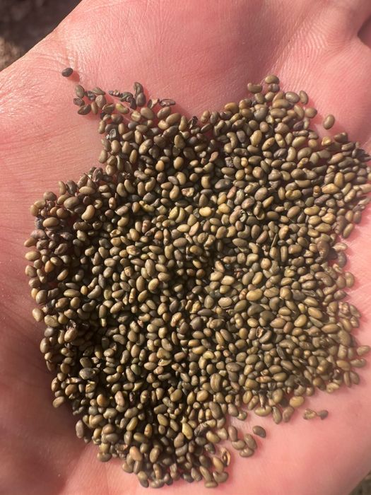 Продам Сема люцерны свежие 2025