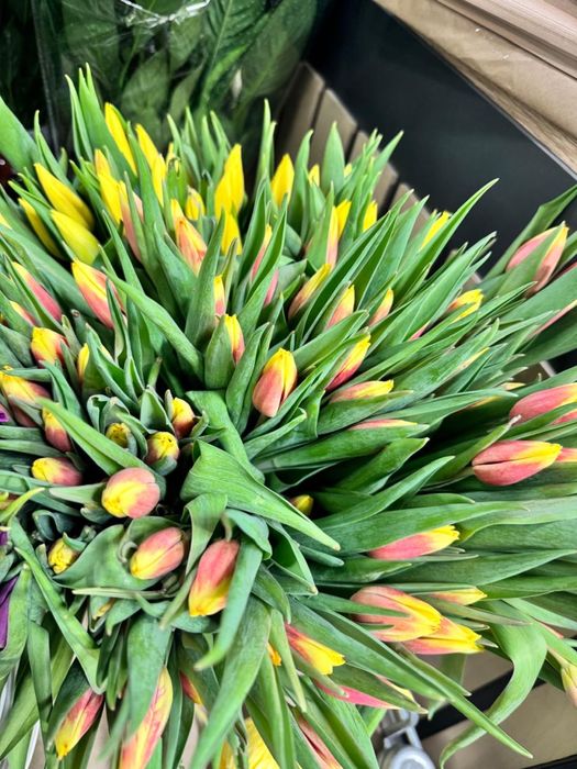 Тюльпаны к 8 марта