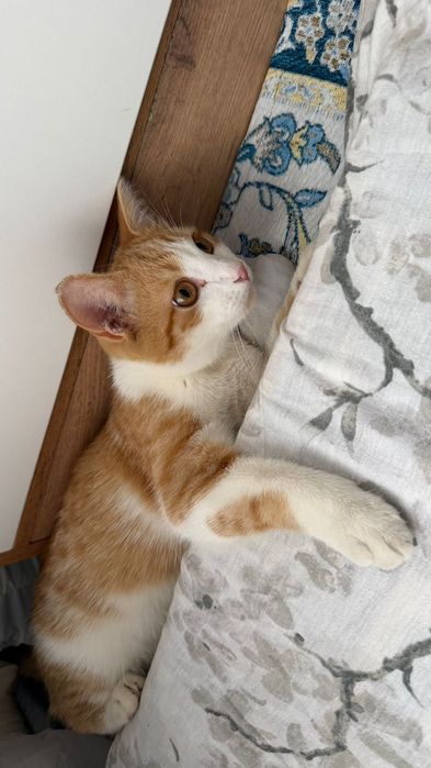 Продам кота хорошая