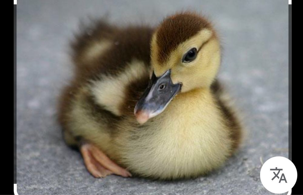 Бройлеры,Несушка ,Гусята