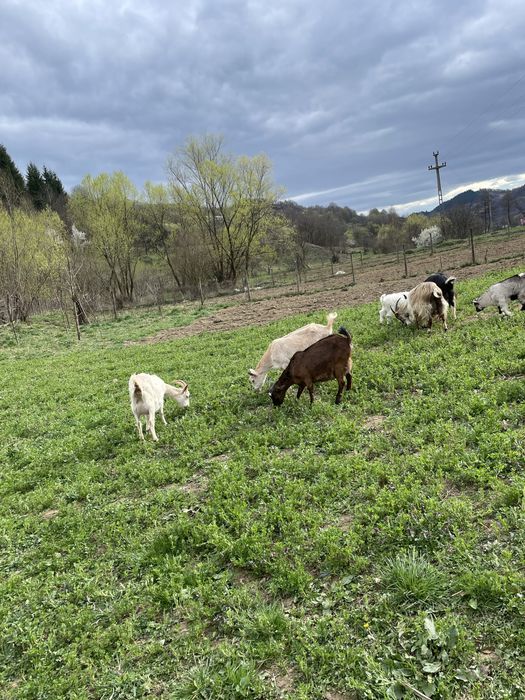 Capre cu iezi langa ele disponibile sanne si carpatine