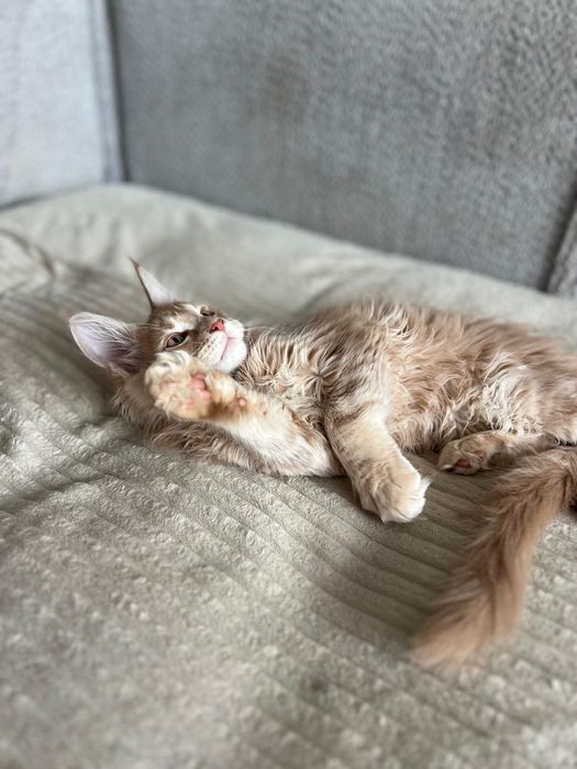 Мейн кун котенок