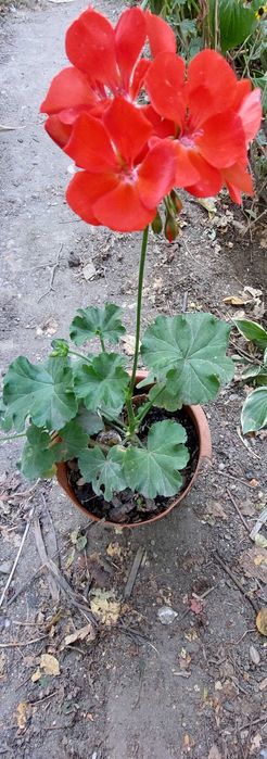 Vand Aspidistra Elatior , Pana Cocosului + alte plante