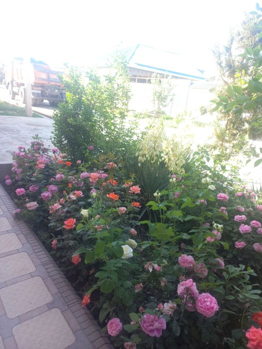 Уй сотилади намунавий жой хумо туйхона ёни