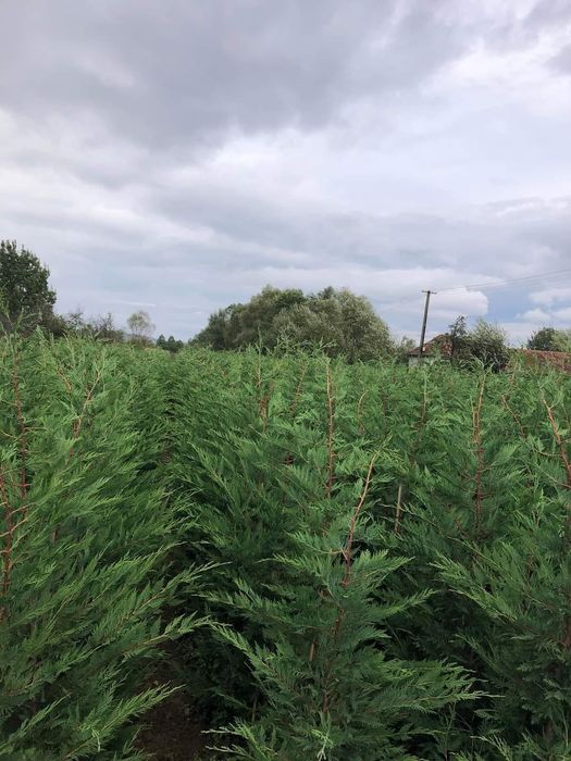 Vindem leylandy si smaragd de mai multe dimensiuni, Leylandii gard viu