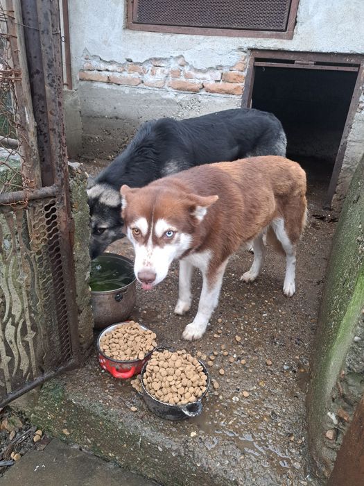 Donez  două cățelușe !