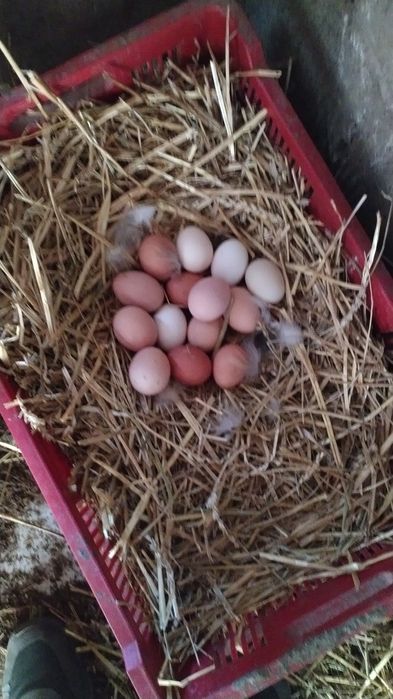 De vanzare oua de casa