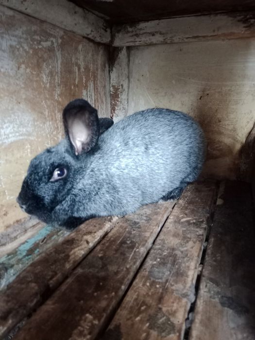 Продам кроликов полтавских.