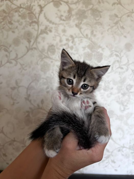 Отдам котят в добрые руки