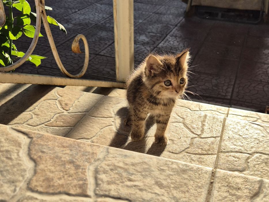 Котёнок, девочка