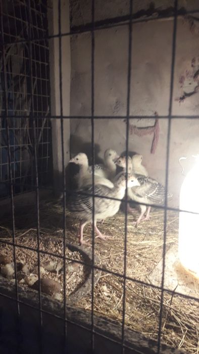 Индюшата домашние