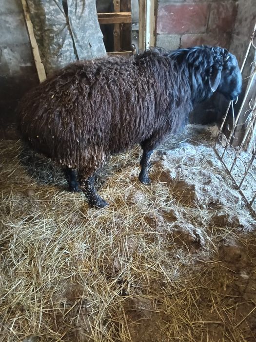 Продам Кошкара или есть вариант обмена