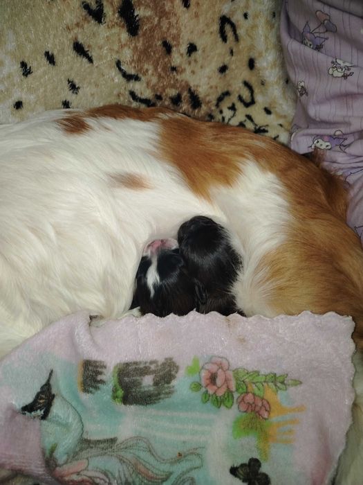 Щенки породы Пикинес