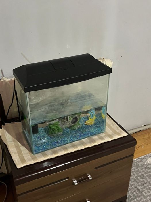 Аквриум сатылады Жаңа