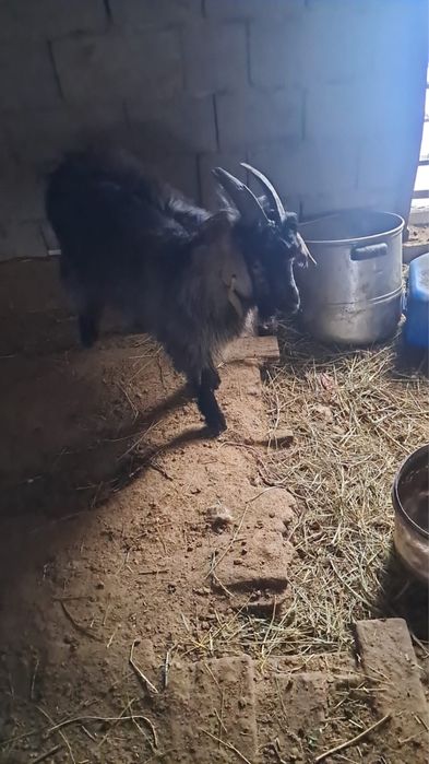 Лактар сатылады,продаеться козлята