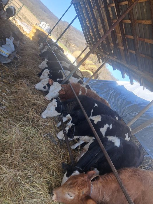 Vitei de carne baltati