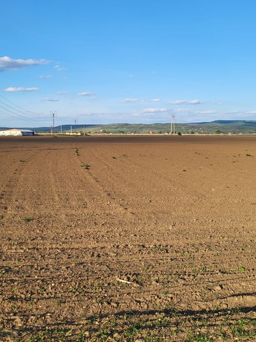 Teren extravilan, Letea Veche