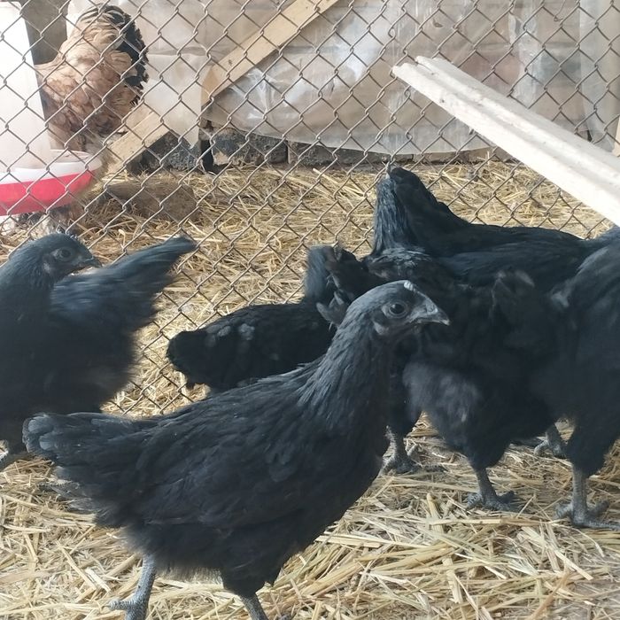 Продам куры домашние
