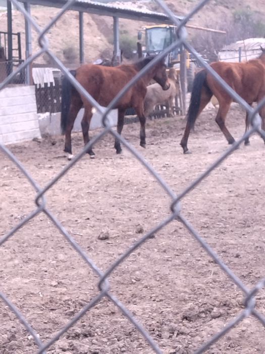 Құнан сатылады жақсы