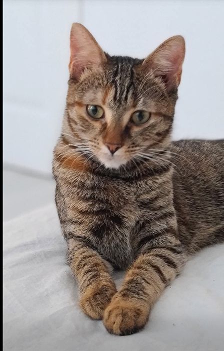 Adoptie responsabila Minnie