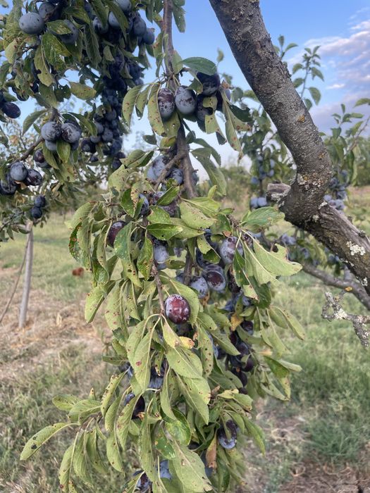 Vand prune negre