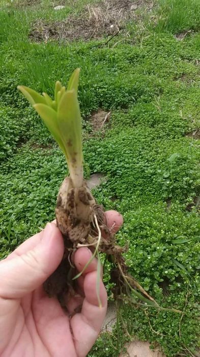 Продается луковицы лилии